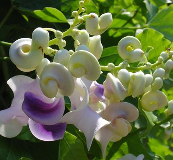 VIGNA CARACALLA NR.5 SEMI